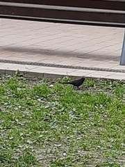 Turdus merula