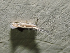 Plutella xylostella
