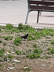 Turdus merula