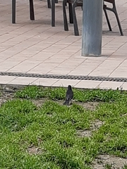 Turdus merula