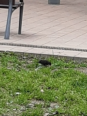 Turdus merula