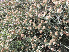 Baccharis brachyphylla