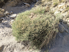 Baccharis brachyphylla