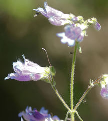 Penstemon wilcoxii