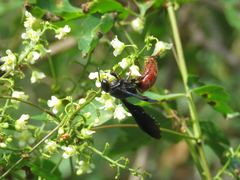 Scolia rufiventris