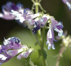 Penstemon wilcoxii