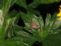 Throana pectinifer