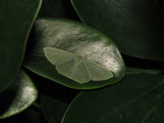 Thalassodes immissaria