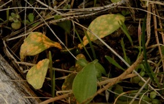 Puccinia recondita