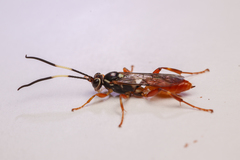 Hymenoptera