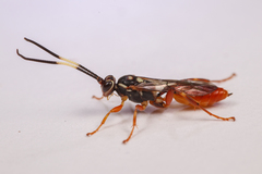 Hymenoptera