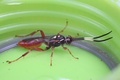 Hymenoptera