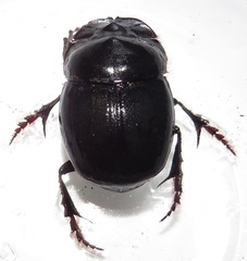Metacatharsius opacus