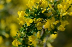 Chamaecytisus ruthenicus