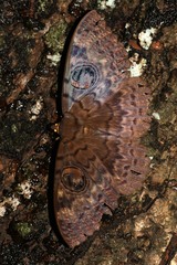 Erebus walkeri