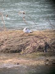 Chroicocephalus ridibundus