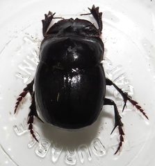 Metacatharsius opacus