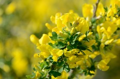 Chamaecytisus ruthenicus