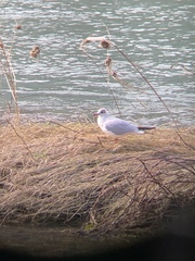 Chroicocephalus ridibundus