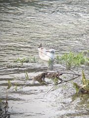 Chroicocephalus ridibundus