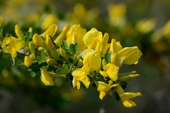 Chamaecytisus ruthenicus
