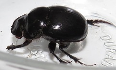 Metacatharsius opacus