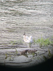 Chroicocephalus ridibundus