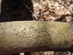 Pityogenes bidentatus