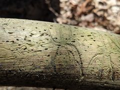 Pityogenes bidentatus