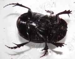 Metacatharsius opacus