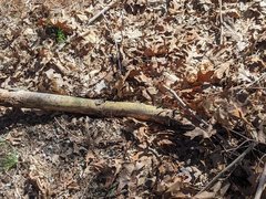 Pityogenes bidentatus