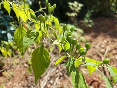 Capsicum baccatum baccatum