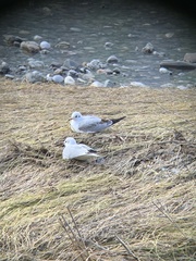 Chroicocephalus ridibundus