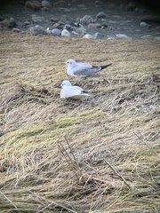 Chroicocephalus ridibundus