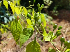Capsicum baccatum baccatum