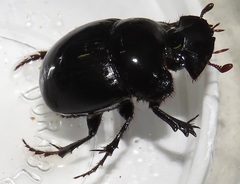 Metacatharsius opacus