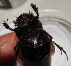 Metacatharsius opacus