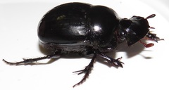 Metacatharsius opacus