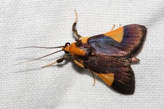Ulopeza
