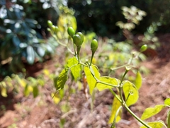 Capsicum baccatum baccatum