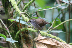 Thryophilus nicefori