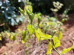 Capsicum baccatum baccatum