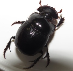 Metacatharsius opacus