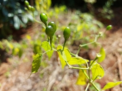 Capsicum baccatum baccatum
