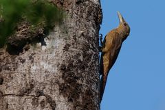 Dendrexetastes rufigula