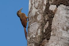 Dendrexetastes rufigula