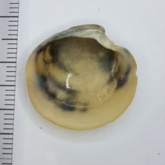 Dosinia exoleta