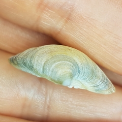 Dosinia exoleta