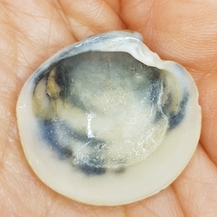 Dosinia exoleta