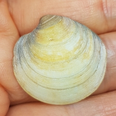 Dosinia exoleta
